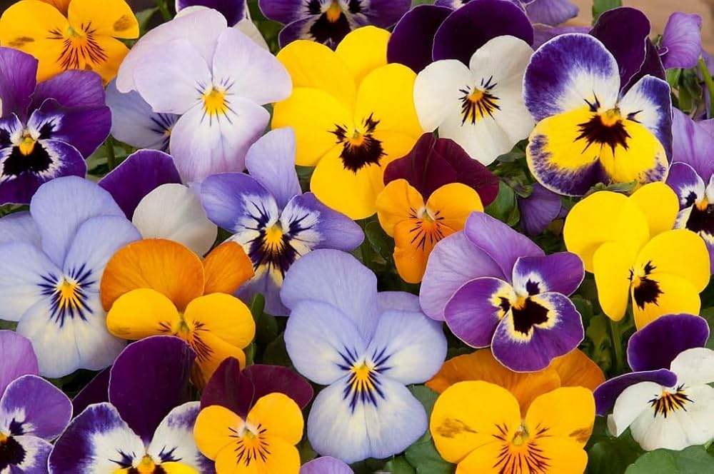 Pansy Viola Tricolor Mixed Flower Seeds