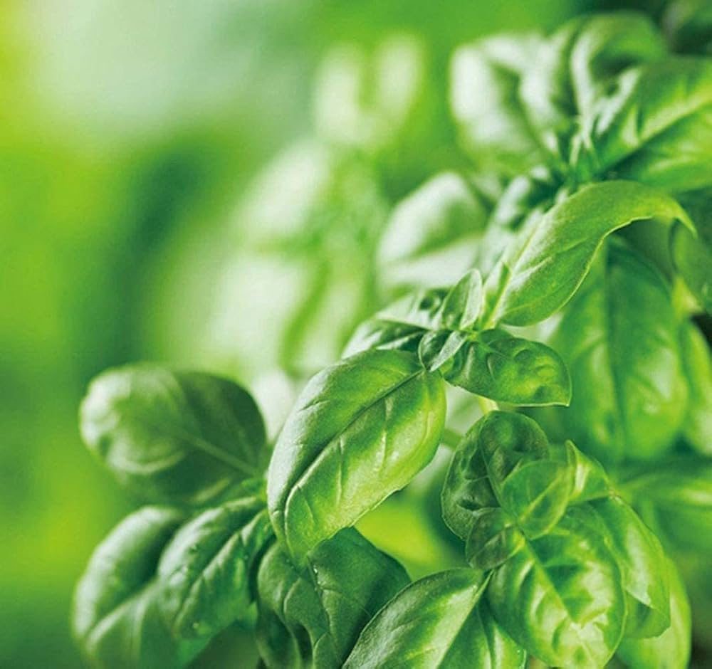 Aromatic Plants Basil Seeds, Bonsai Vegetable Seeds