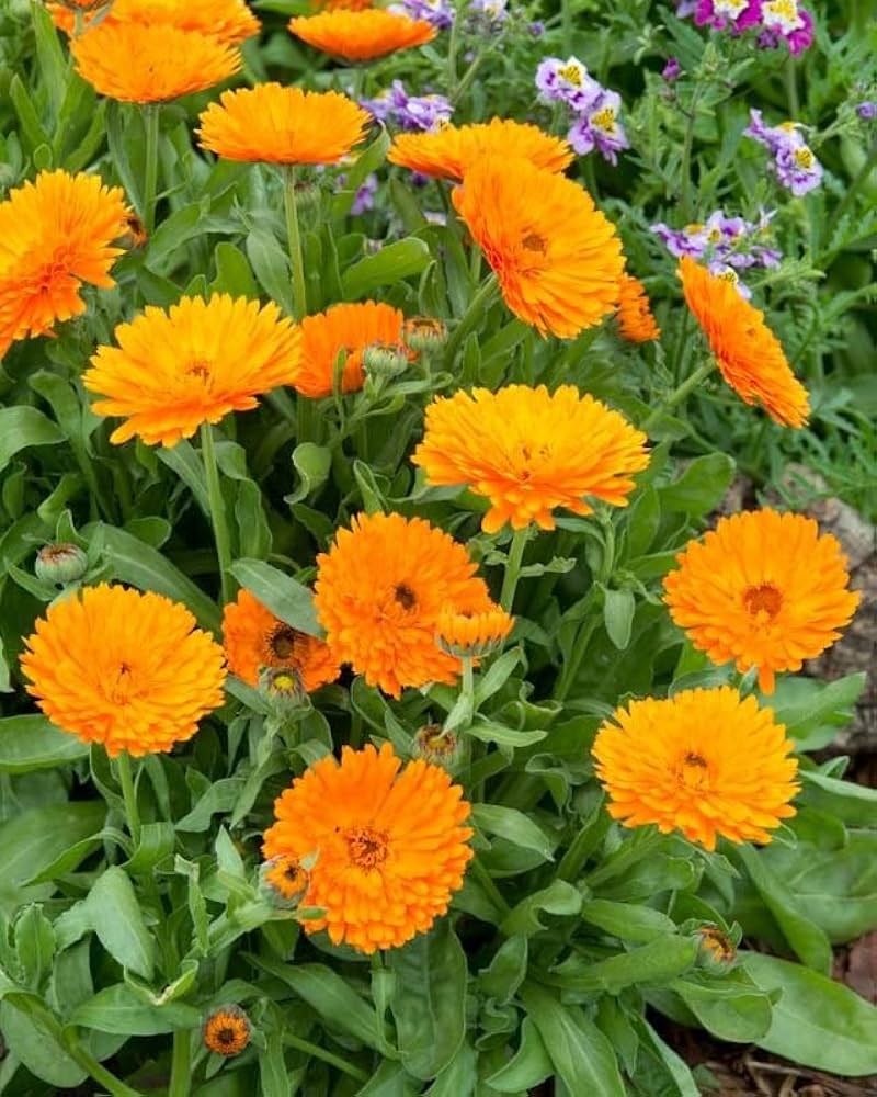 Red Calendula Flower seeds for Planting - Colorful Display, Heirloom & GMO Free Seeds for Home Garden
