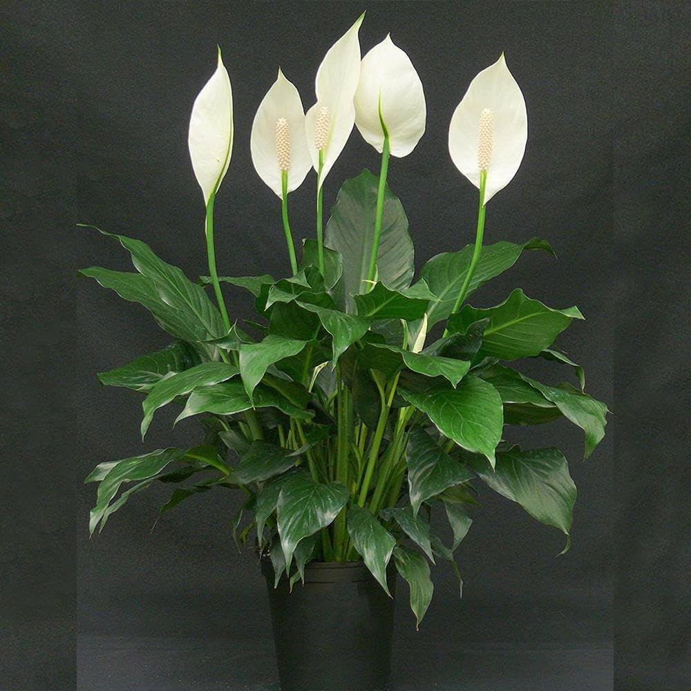 Green Spathiphyllum Flower seeds for Planting - Easy to Grow, Heirloom & GMO Free Seeds for Home Garden