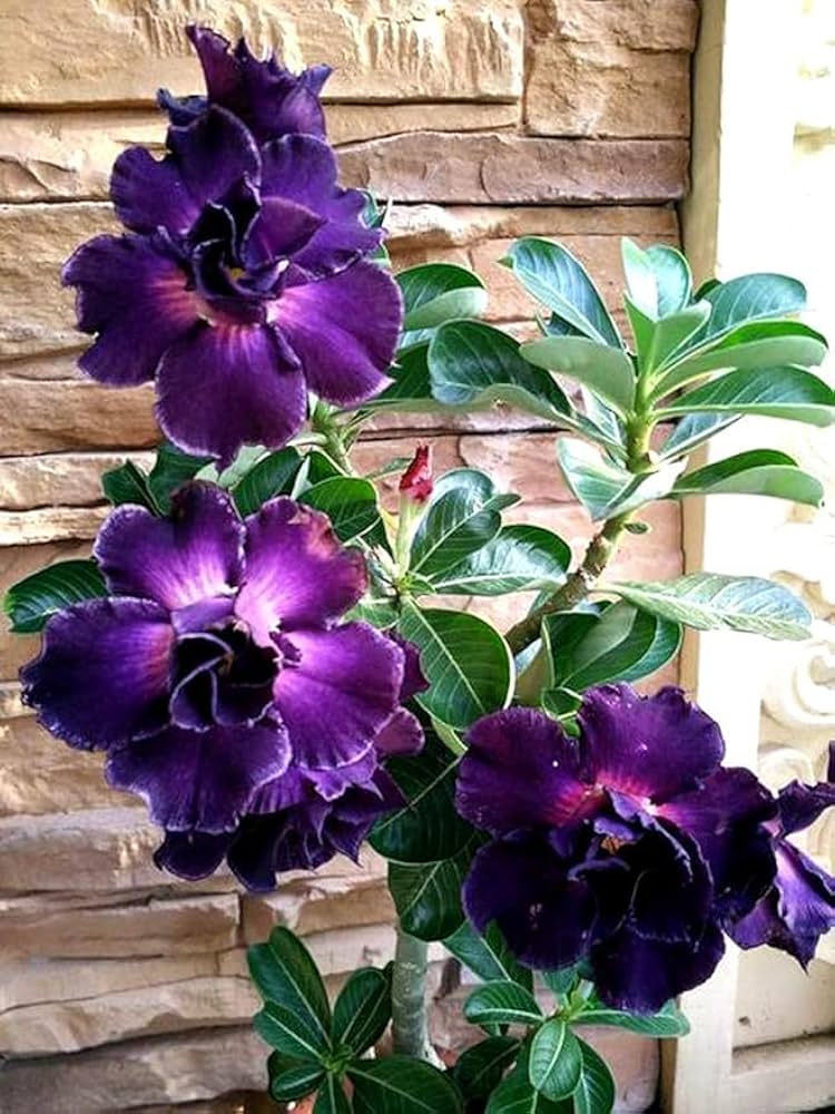 Purple Adenium Obesum Flower seeds for Planting - Vibrant Colors, Heirloom & GMO Free Seeds for Home Garden