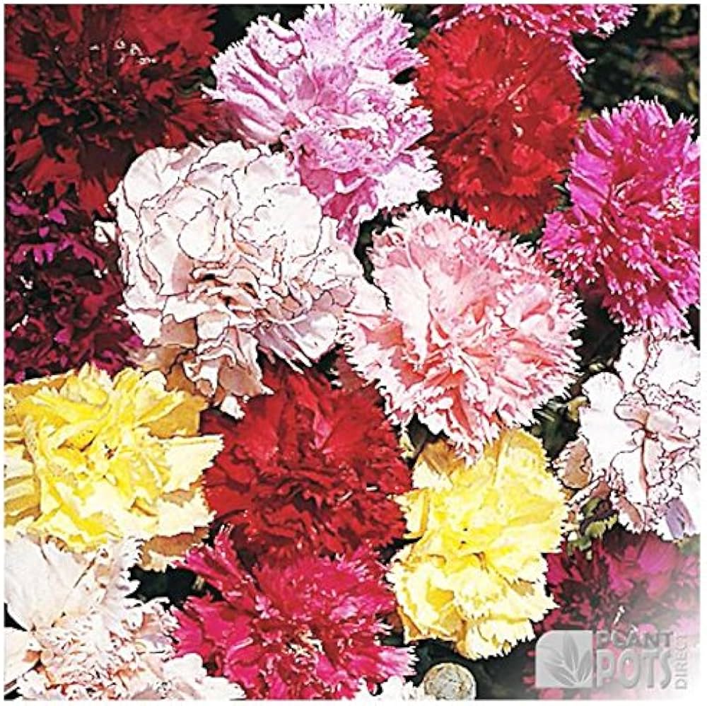 Mixed Color Carnation Flower Seeds for Fragrant, Colorful Blooms