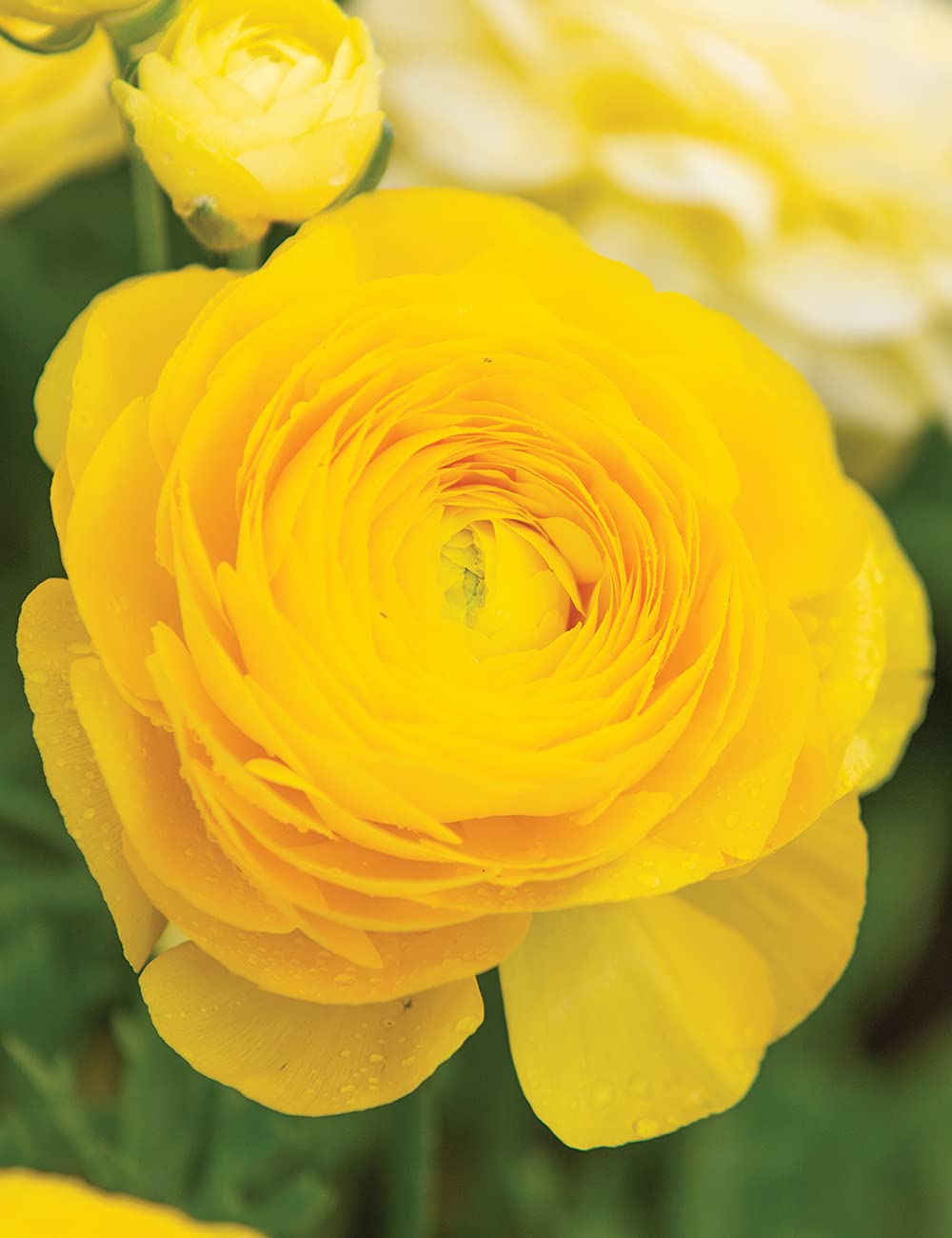 Ranunculus Asiaticus Flower Seeds for Rich, Layered Garden Blooms