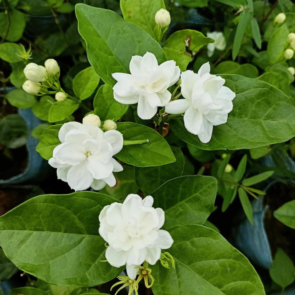 Jasmine Jasminum officinale Flower Seeds for Planting