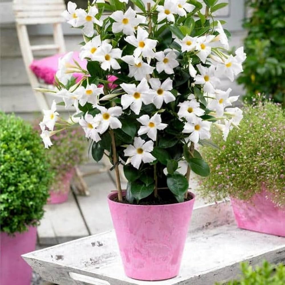 White Mandevilla Flower seeds for Planting Cottage Garden Essential Heirloom & GMO Free Seeds for Home Garden