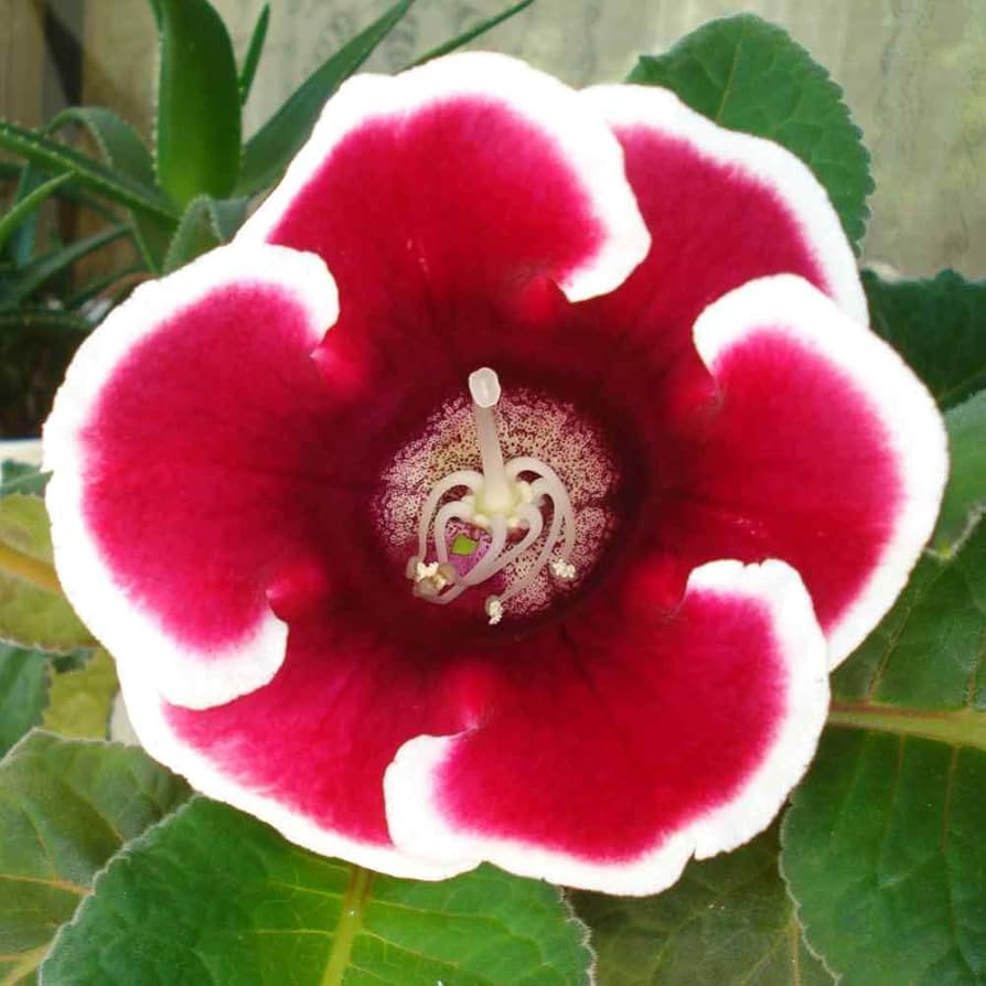 Mixed Gloxinia Gloxinia spp. Flower Seeds for Planting in Flower Bed