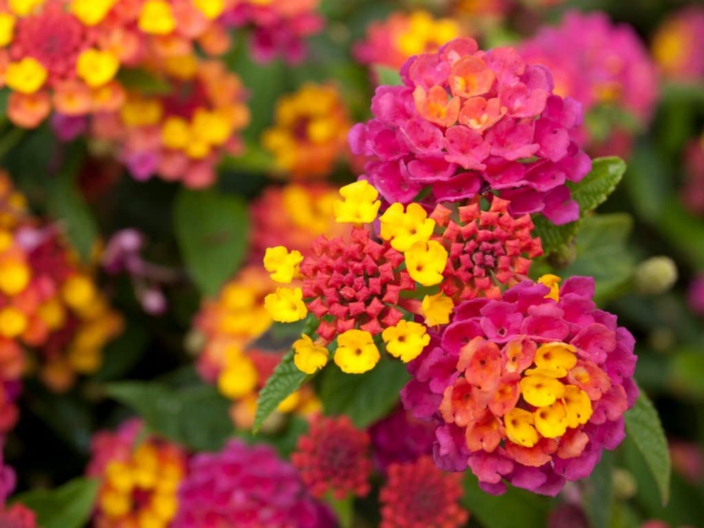 Lantana Camara Mixed Flower Seeds (Lantana-Blumensamen mischen)