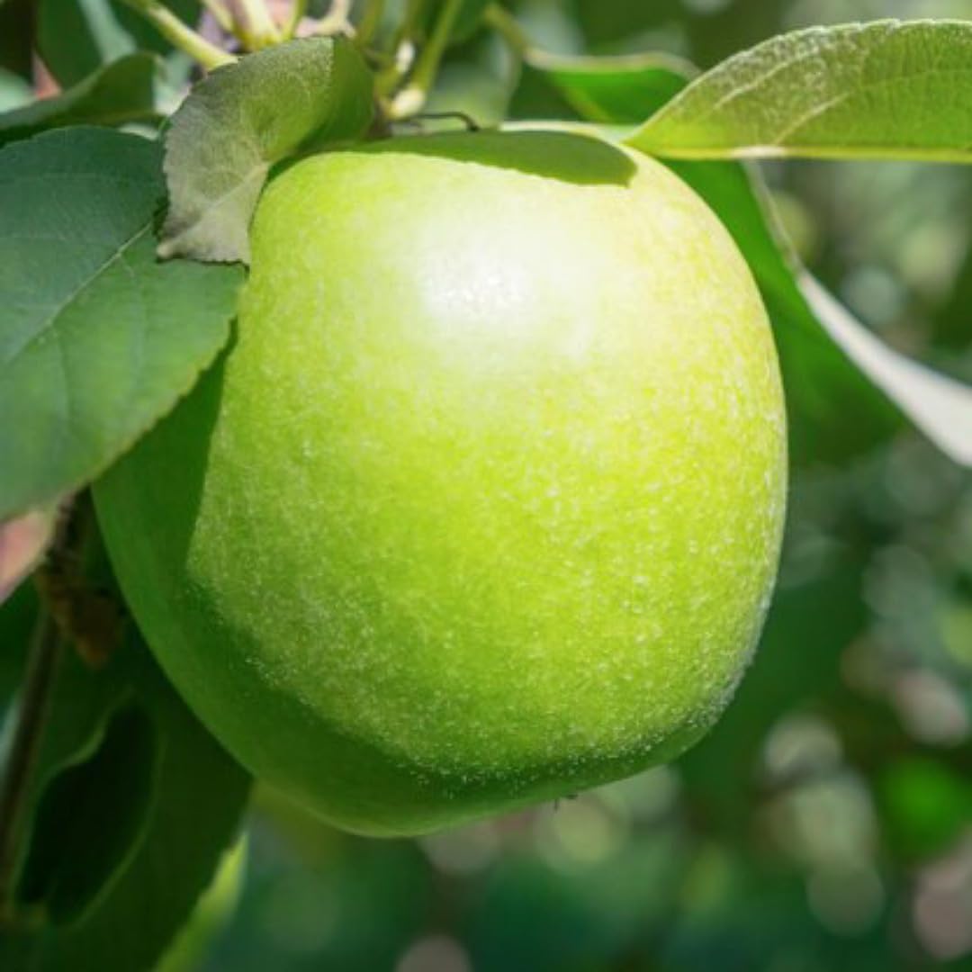 Green Apple Fruit Seeds for Planting - Crisp Apple Variety