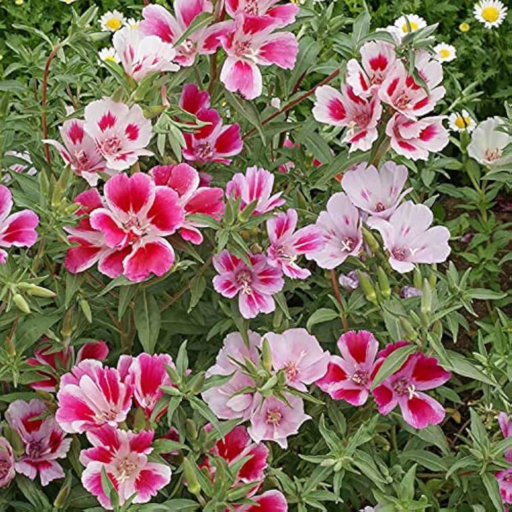 Pink White Clarkia Flower seeds for Planting - Shade Tolerant, Heirloom & GMO Free Seeds for Home Garden