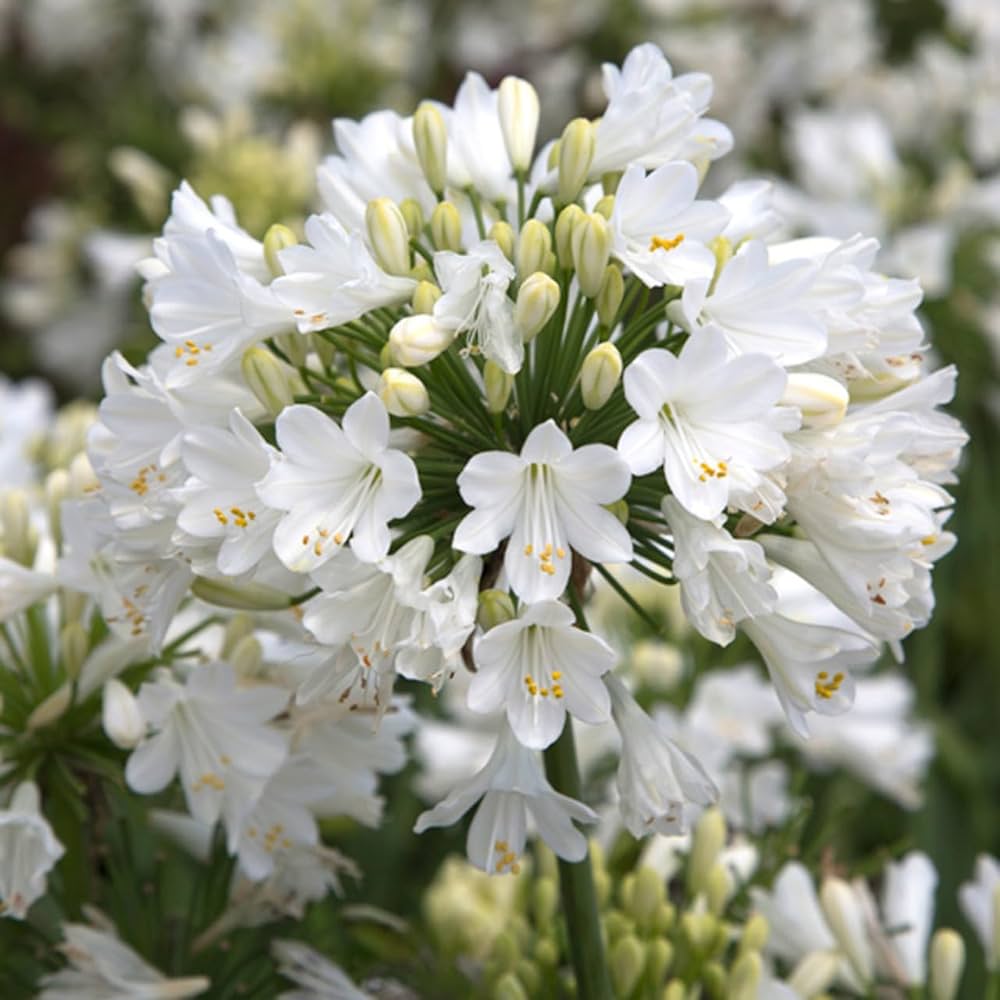 Agapanthus Flower seeds for Planting - Pollinator Friendly, Heirloom & GMO Free Seeds for Home Garden