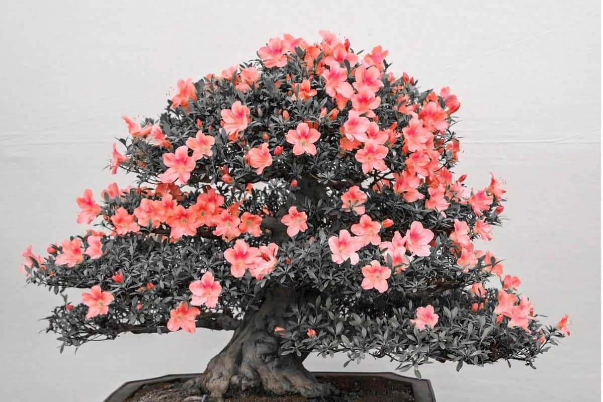 Orange (Orange Azalea) seeds for planting in home garden