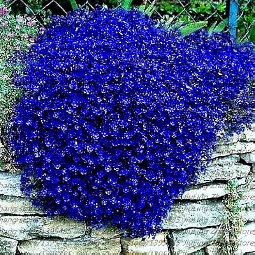 Dark Blue Aubrieta Cultorum Flower Seeds for Planting Hardy Variety Heirloom & GMO Free Seeds for Home Garden
 
 Sale