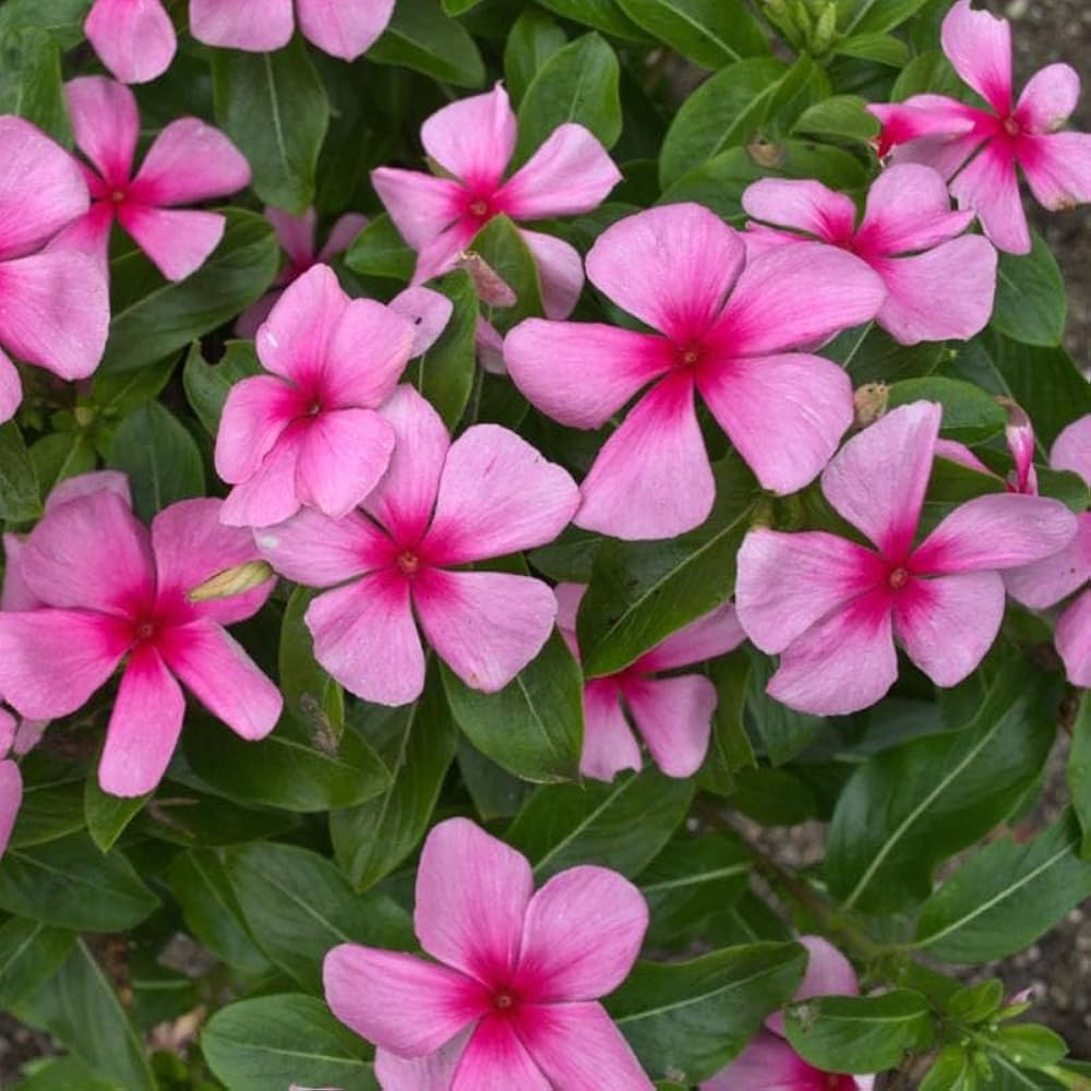 Periwinkle Pink Flower seeds for Planting - Wildflower Mix, Heirloom & GMO Free Seeds for Home Garden