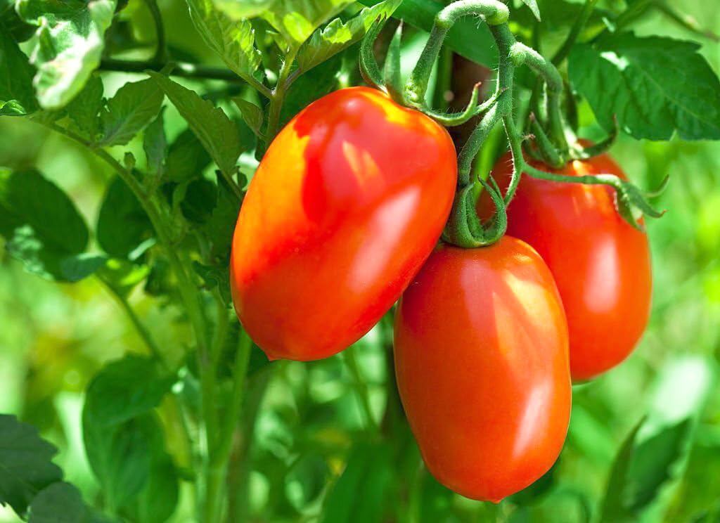 Evergrowseeds Tiger Asian Tomato flower seeds for planting, showing seed packet with colorful tiger-striped tomato illustrations.