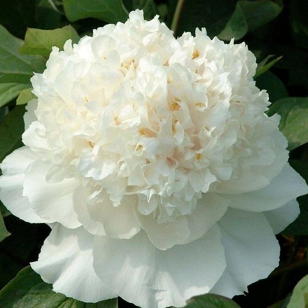White Peony Flower Seeds for Elegant, Pure Garden Blooms