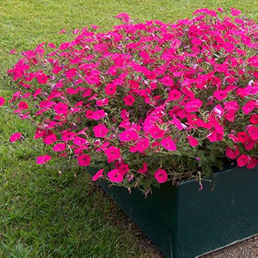 Double Petals Petunia Petunia spp. Seeds for Planting in Hanging Baskets