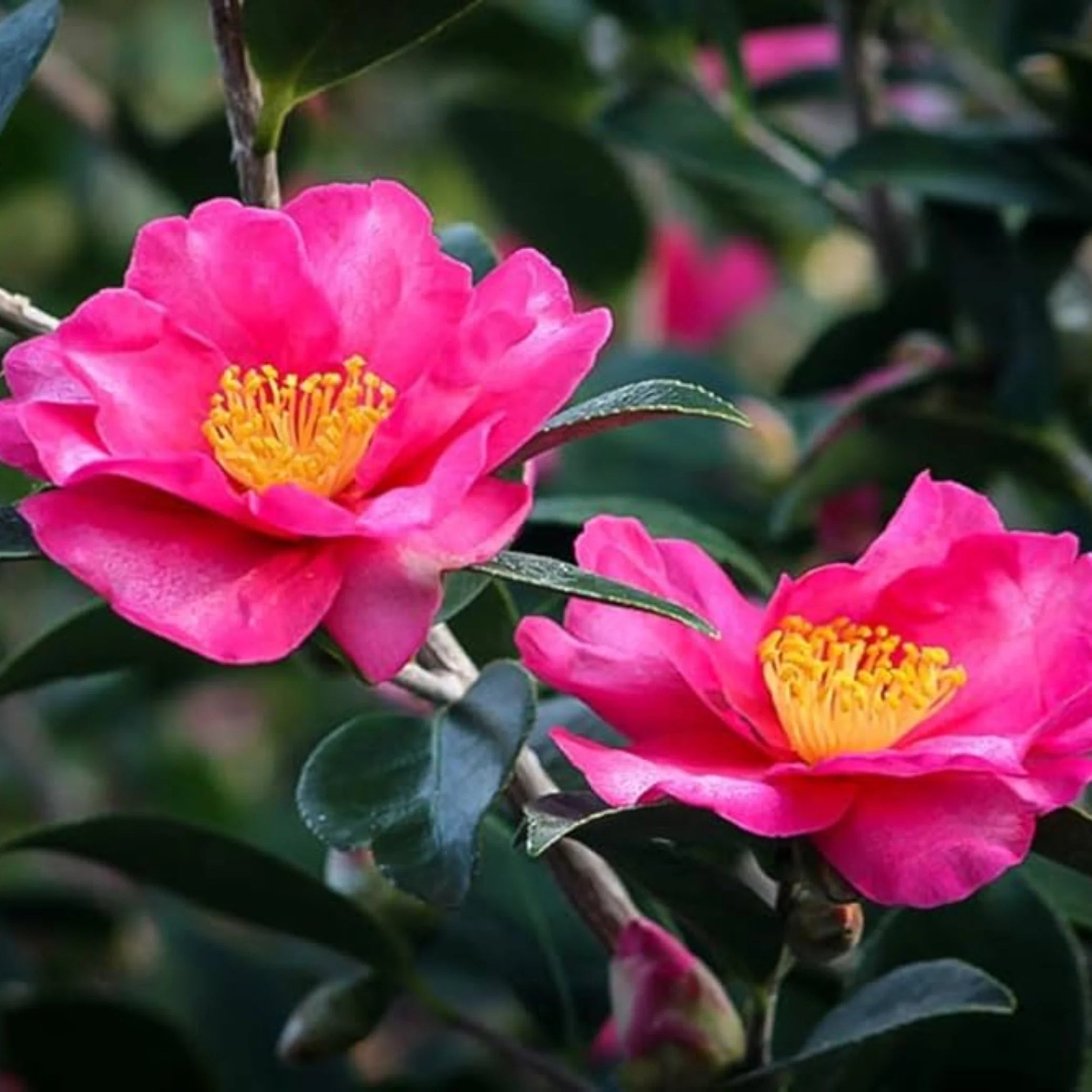 Pink Yellow Camellia Flower seeds for Planting - Colorful Display, Heirloom & GMO Free Seeds for Home Garden