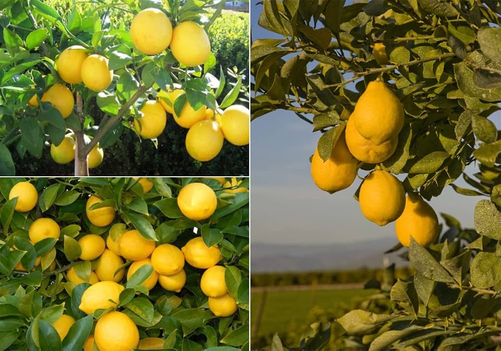 Yellow Citrus Lemon Tree Seeds for Planting - Grow Fresh Lemons at Home