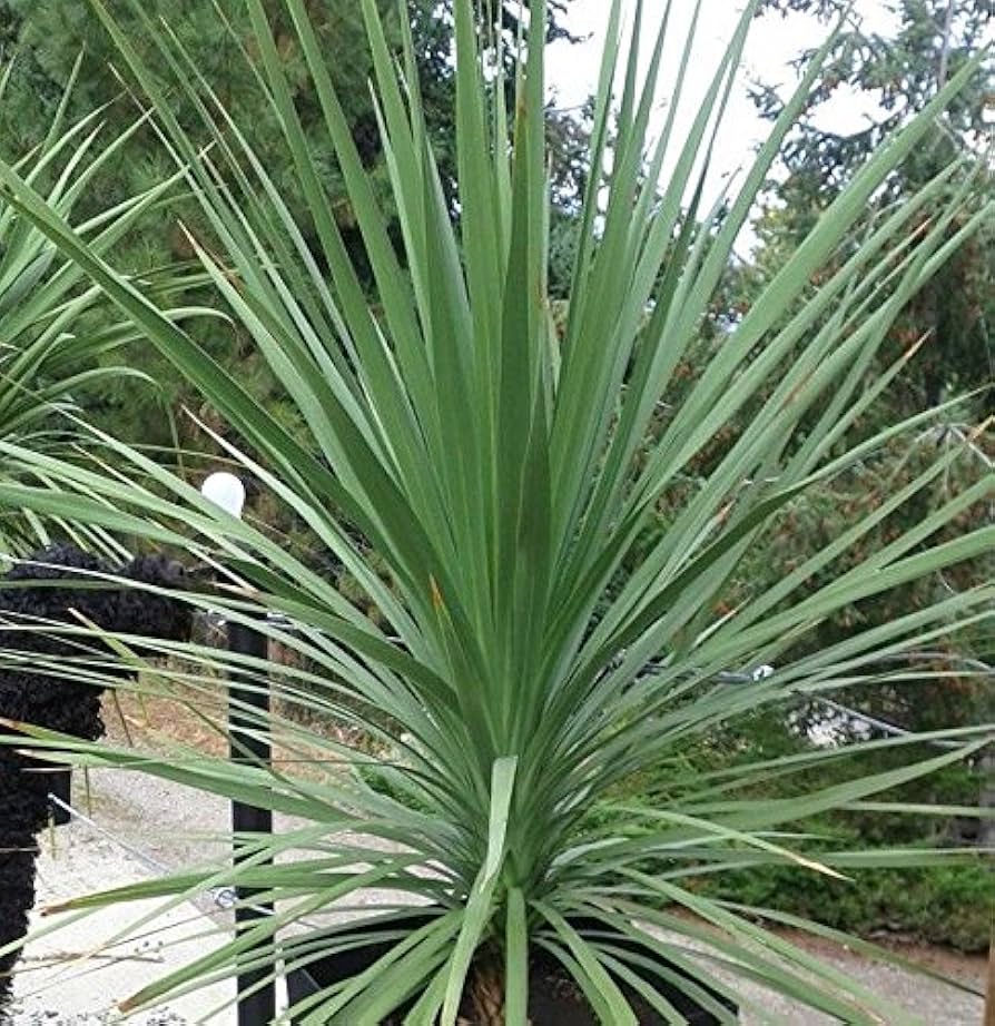 Dracaena Spike Seeds for Planting Ornamental Grass-like Accents