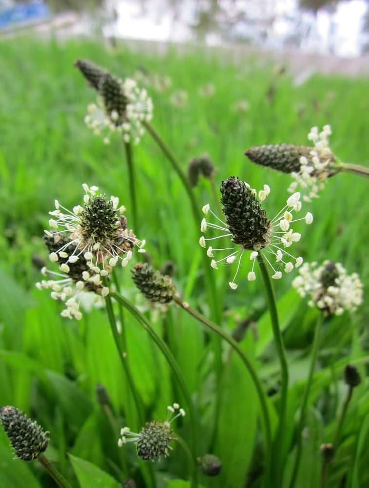 Mixed Lanceolata Plantago lanceolata Flower Seeds for Planting in Garden and Meadow