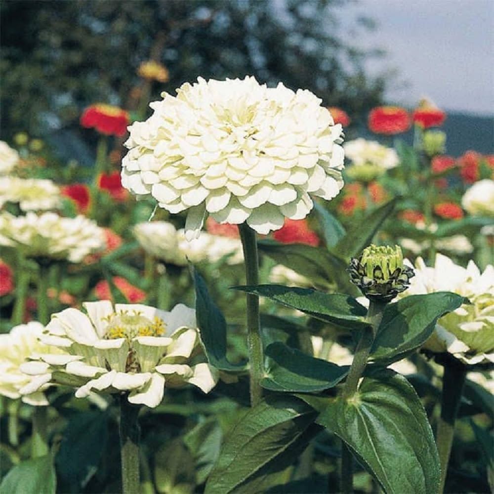 White Oklahoma Flower seeds for Planting - Vibrant Colors, Heirloom & GMO Free Seeds for Home Garden