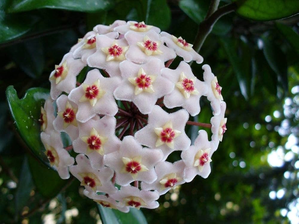 Ash Hoya Flower seeds for Planting Bright Blooms Heirloom & GMO Free Seeds for Home Garden