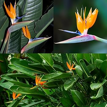 Strelitzia Flower Planting Seeds