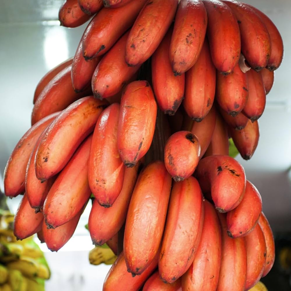 Maroon Red Banana Fruit Seeds for Planting