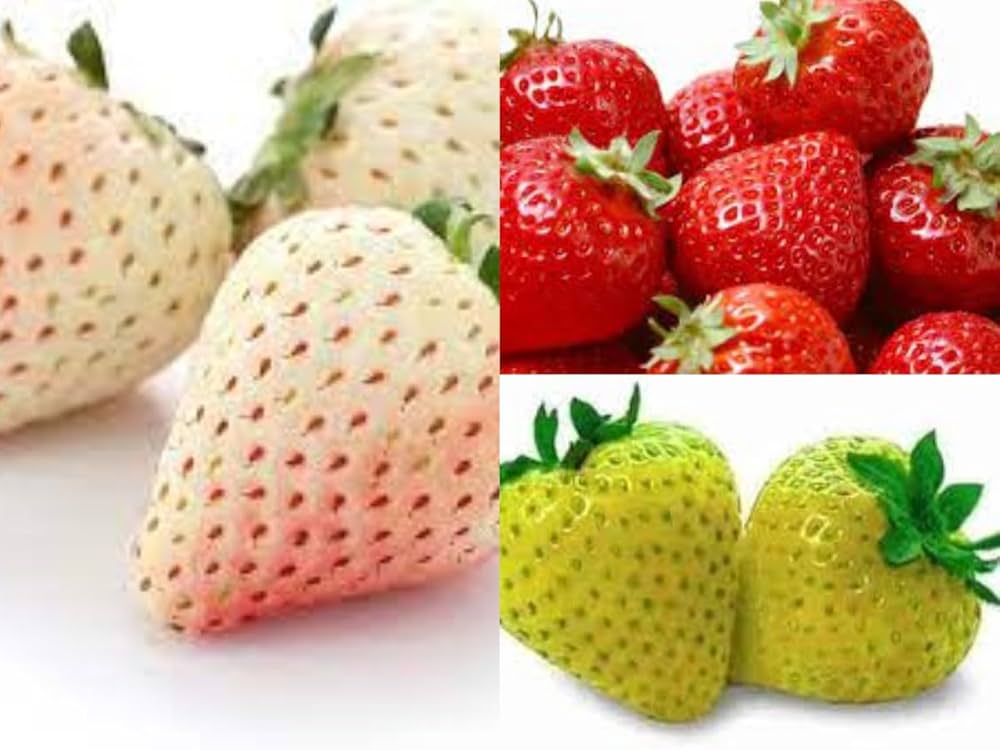 Mixed Strawberry Fragaria × ananassa Seeds for Planting vegetable patch urban garden