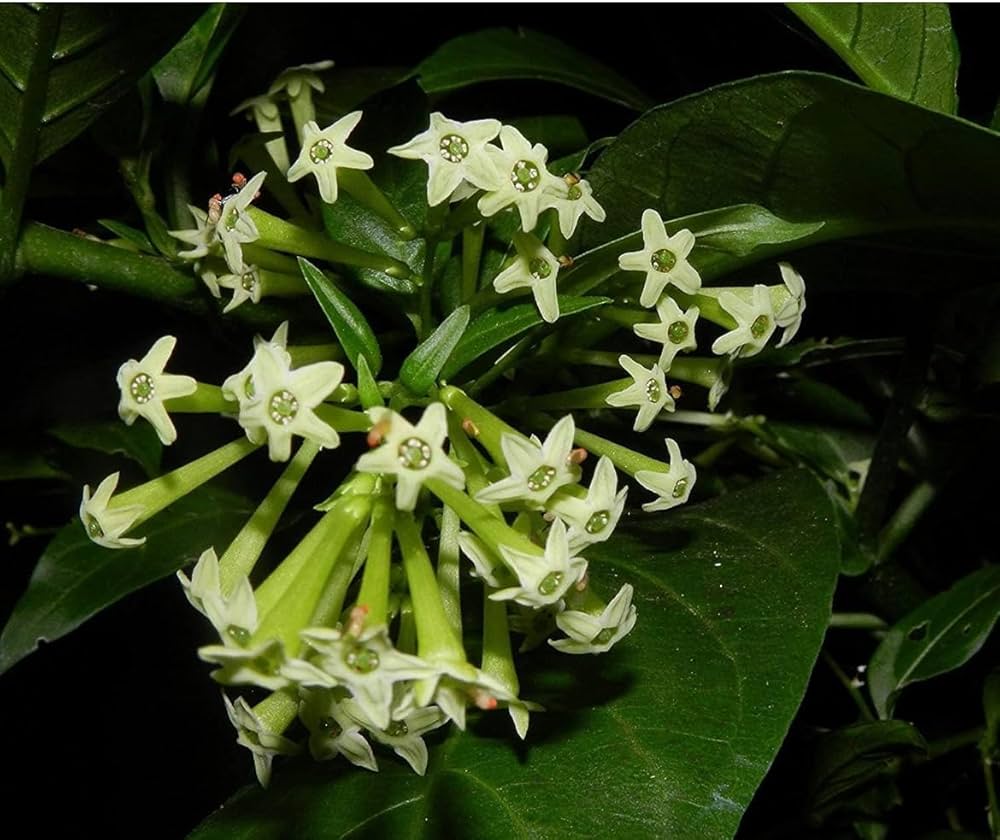 Night Blooming Star Jasmine Cestrum nocturnum Flowers for Planting in Garden and Night Garden