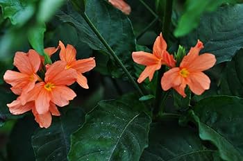 Crossandra Semi Flower Seeds Planting Guide for Vibrant Blooms and Lush Greenery