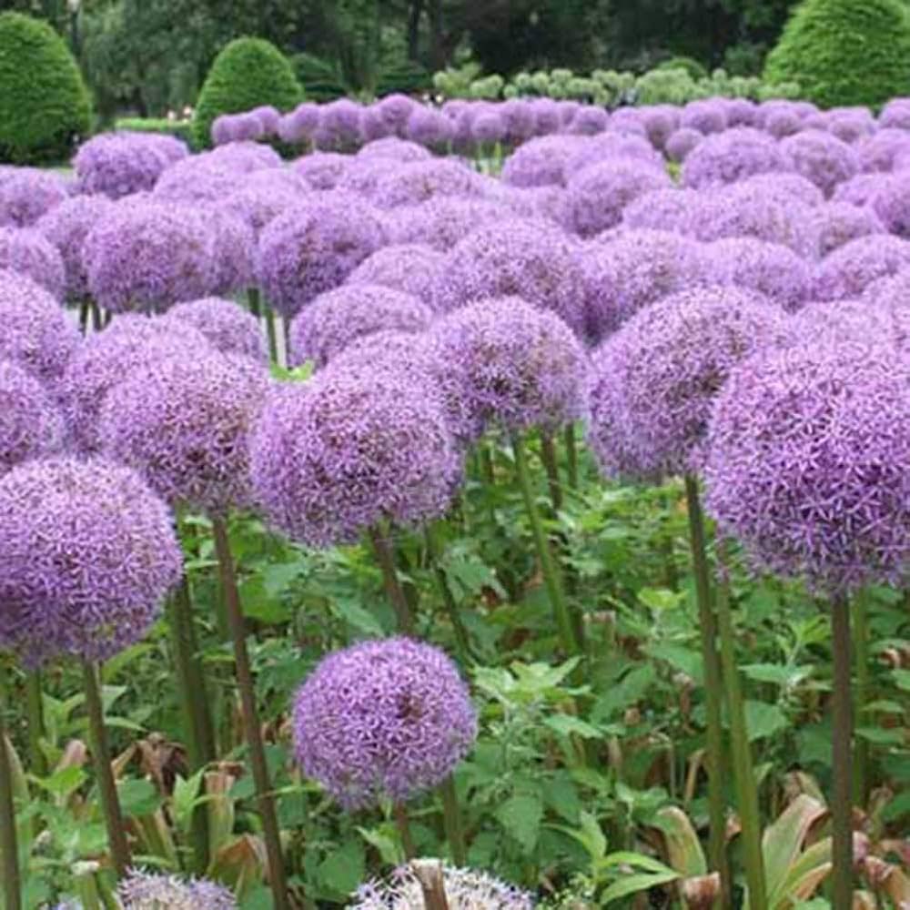 Green Giant Onion Flower Seeds – Rare Allium Ornamental Blooms - Evergrowseeds