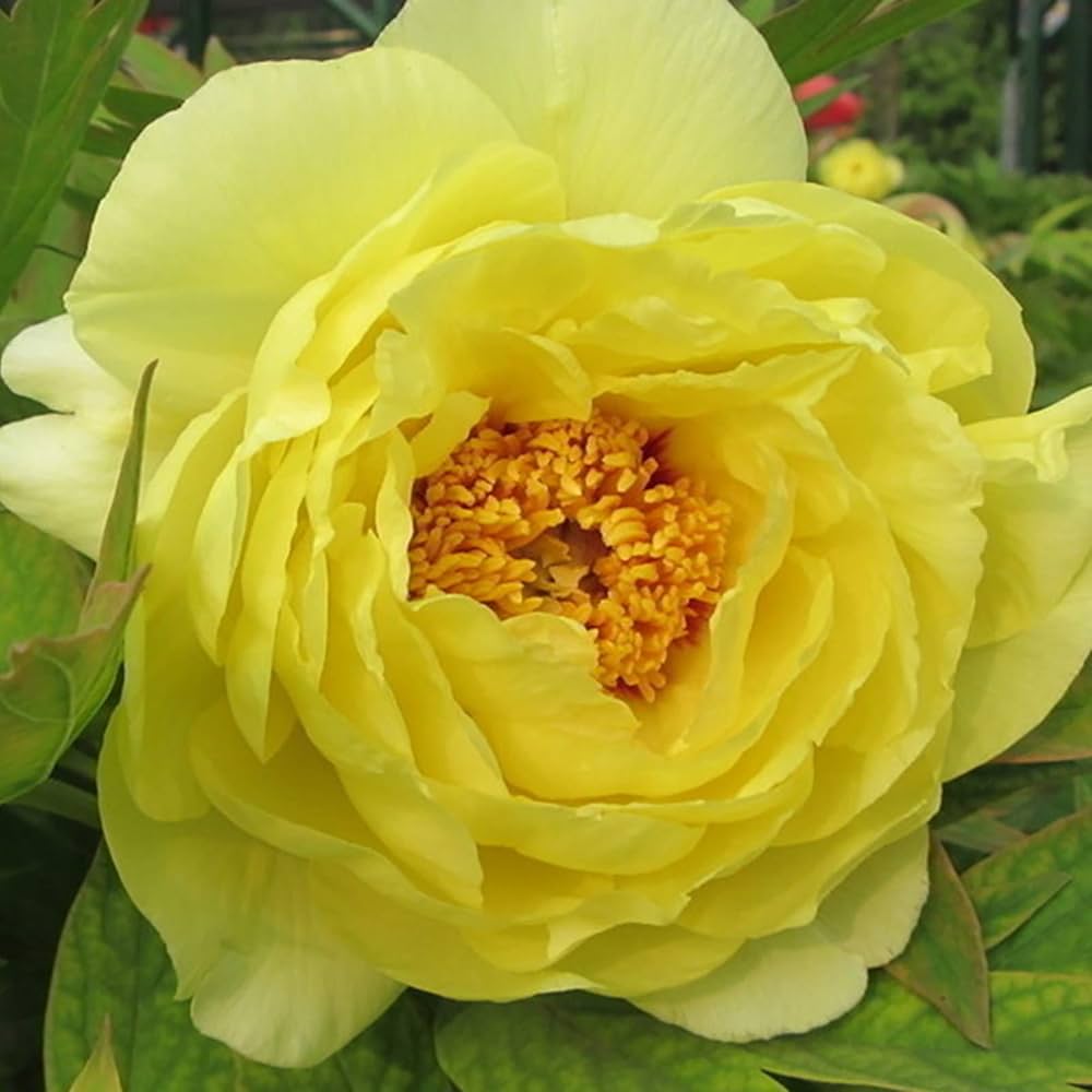 Yellow Peony Flower Seeds for Planting