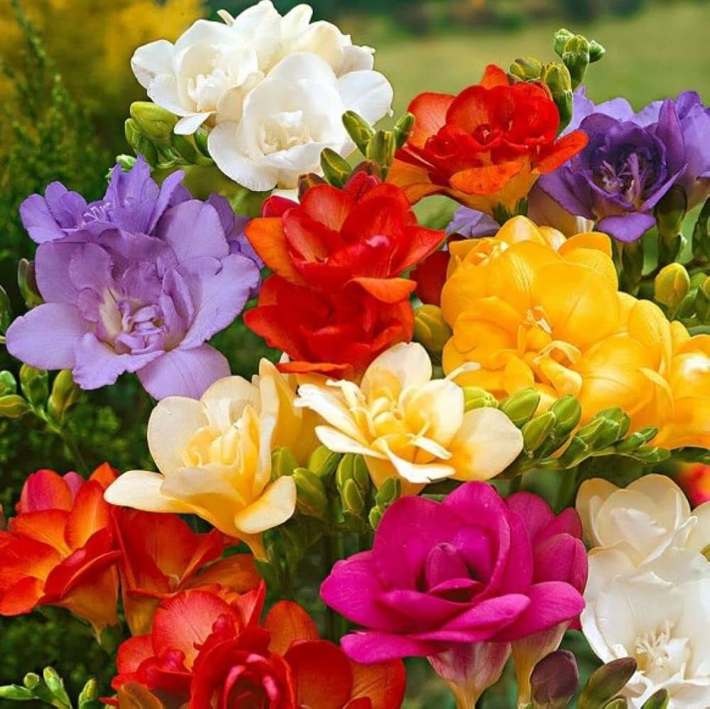 Multi Freesia Flower seeds for Planting - Sun Loving, Heirloom & GMO Free Seeds for Home Garden