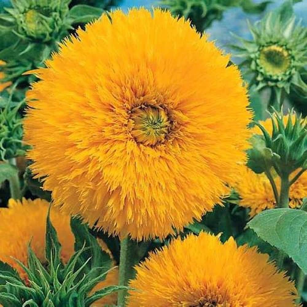 Gold Sunflower Seeds for Planting Helianthus annuus for flower beds and summer gardens