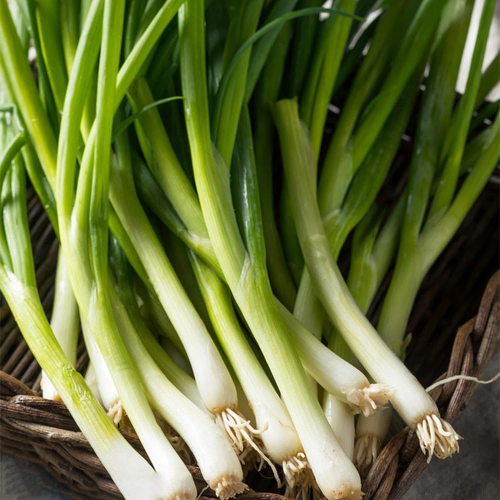 Chinese Chive Allium tuberosum Seeds for Planting in Herb Garden & Urban Garden
