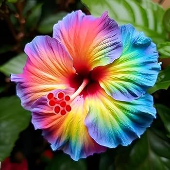 Hibiscus Purple Pink Flower seeds for Planting - Low Maintenance, Heirloom & GMO Free Seeds for Home Garden