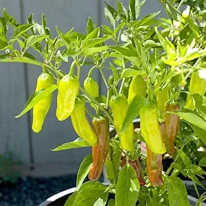 Golden Greek Pepperoncini seeds for mild peppers