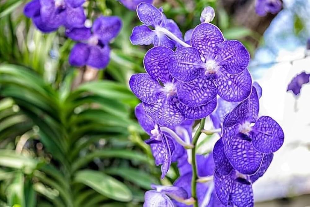 Violet Vanda Orchid Flower seeds for Planting - Vibrant Colors, Heirloom & GMO Free Seeds for Home Garden