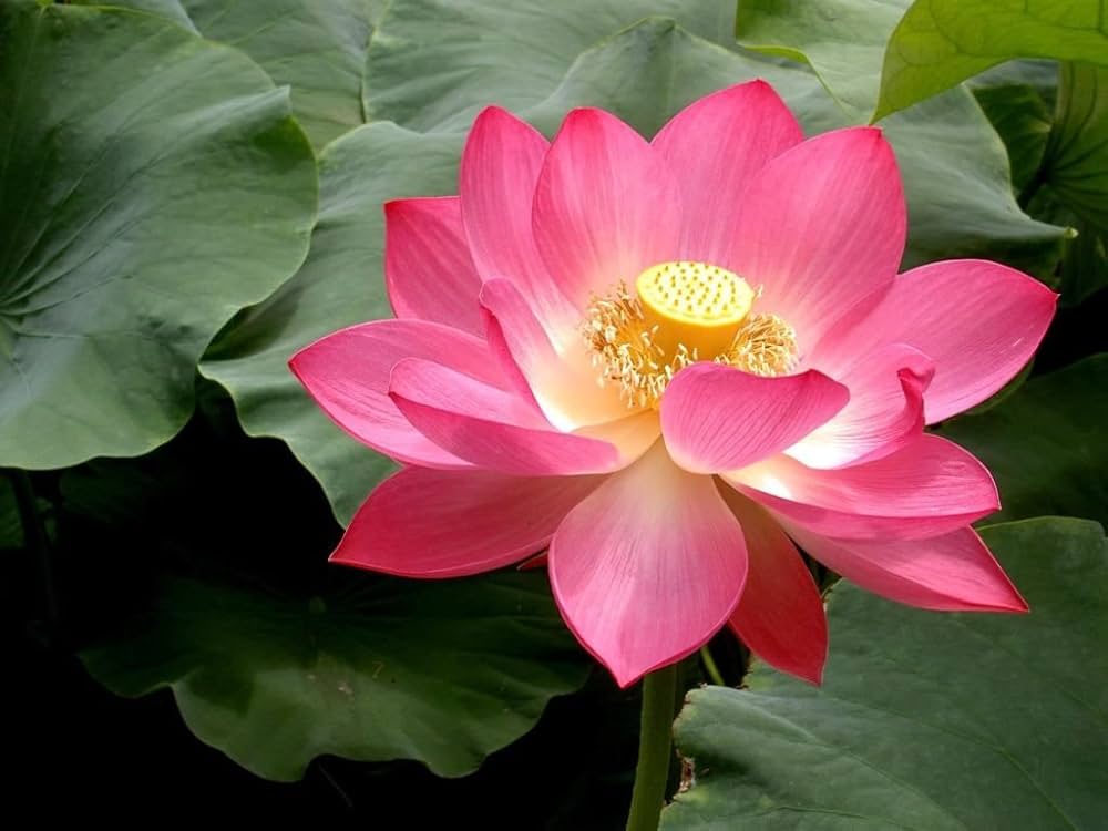 Lotus Nelumbo nucifera Flower Seeds for Planting for Water Garden