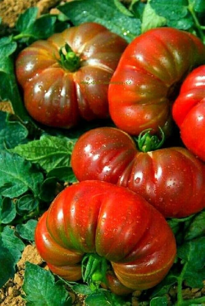 Pink Berkeley Vegetable Seeds for Planting
