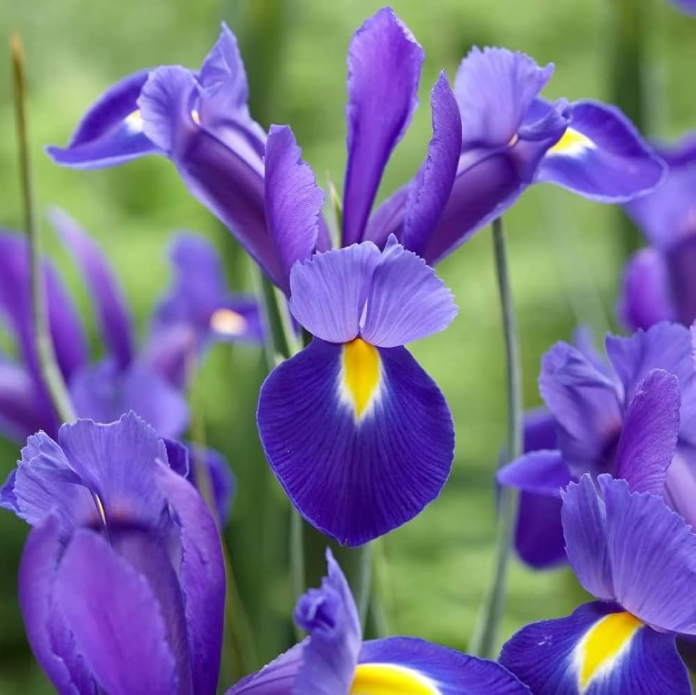 Blue Iris Seeds for Planting