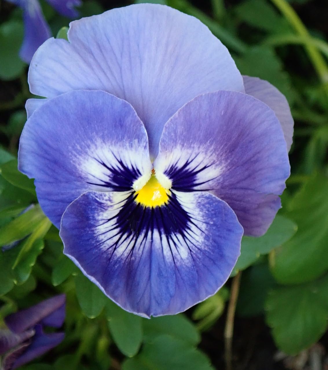 Pansy Blue Flower seeds for Planting - Wildflower Mix, Heirloom & GMO Free Seeds for Home Garden
