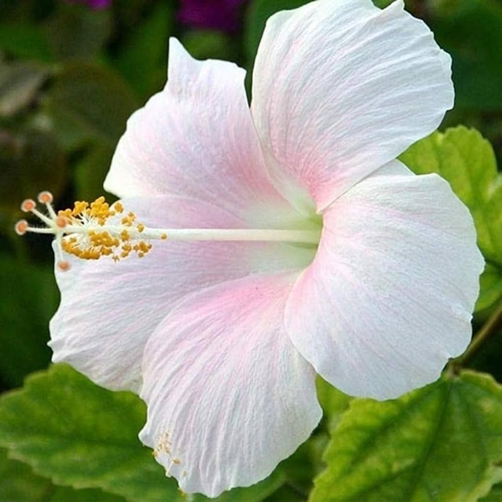 Hibiscus Seeds for Planting Hibiscus rosa-sinensis for ornamental gardens and flower beds