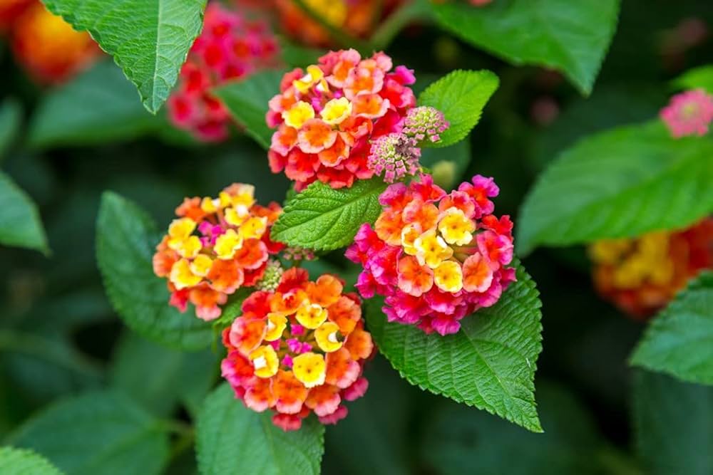 Orange Red Lantana Flower seeds for Planting - Pollinator Friendly, Heirloom & GMO Free Seeds for Home Garden