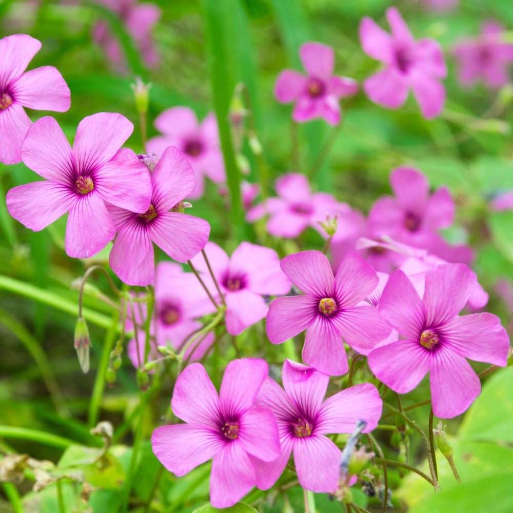 Pink Oxalis Laciniata Flower seeds for Planting - Pollinator Friendly, Heirloom & GMO Free Seeds for Home Garden