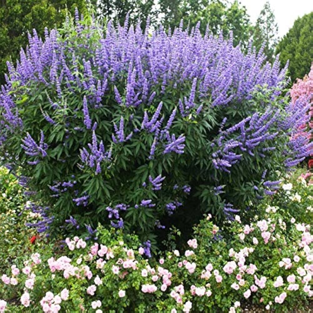 Monk's Pepper Seeds (Vitex Agnus-Castus) for Medicinal Herb Gardens