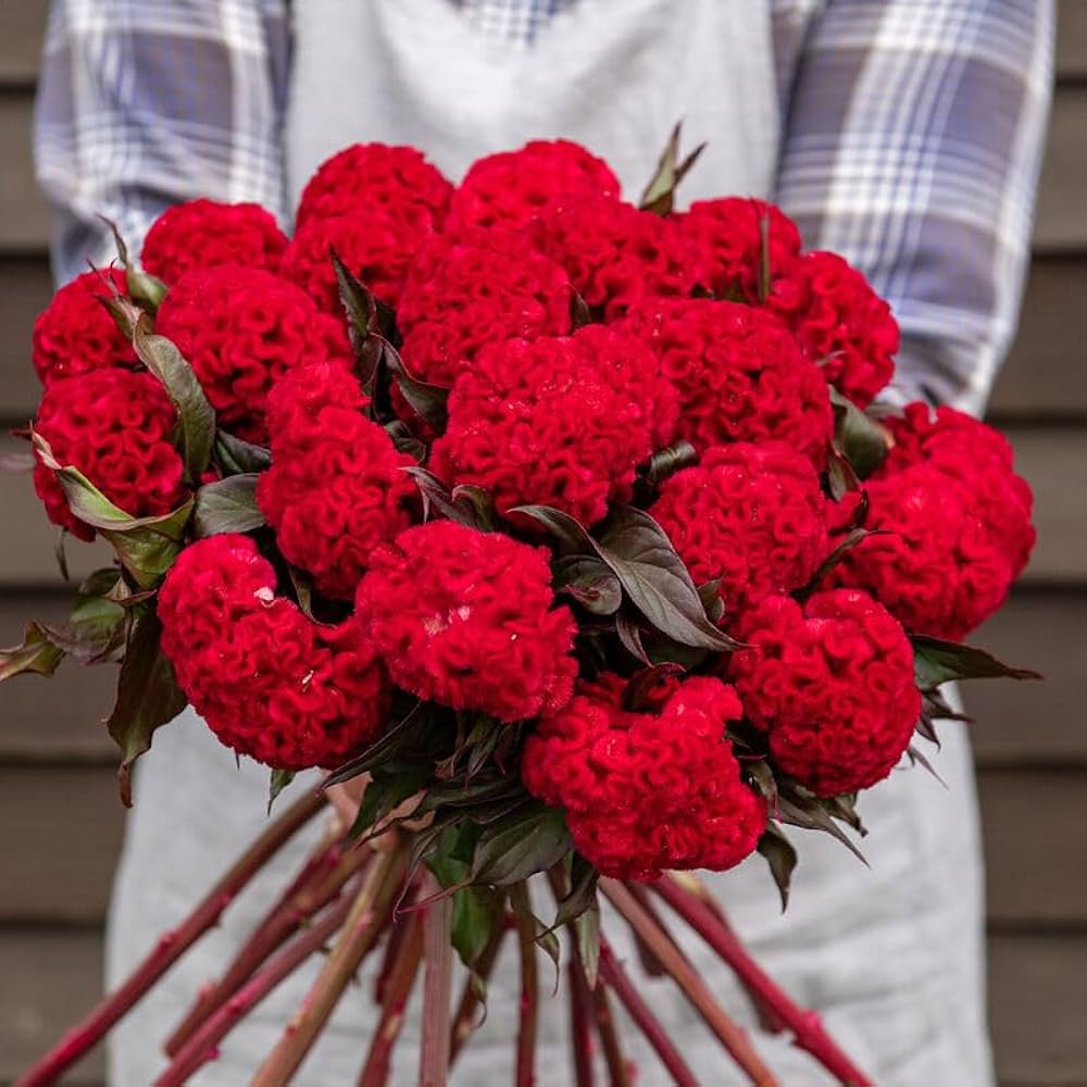 Celosia Cristata Cockscomb Mix Flower Seeds