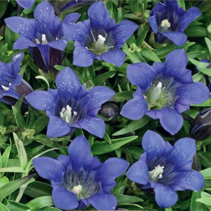 Gentian Gentiana spp. Seeds for Planting in Flower Bed & Garden