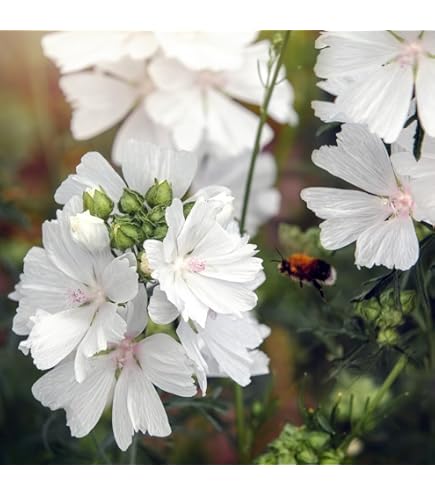 Malve Super-Single-Mix Seeds for Planting home garden flower bed